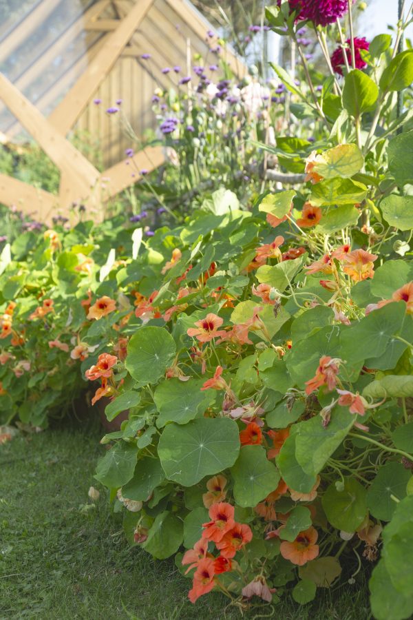 BUSKKRASSE 'Tip Top Apricot' - Bild 3