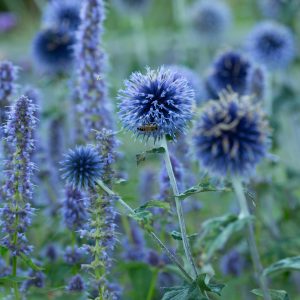 BOLLTISTEL 'Platinum Blue'