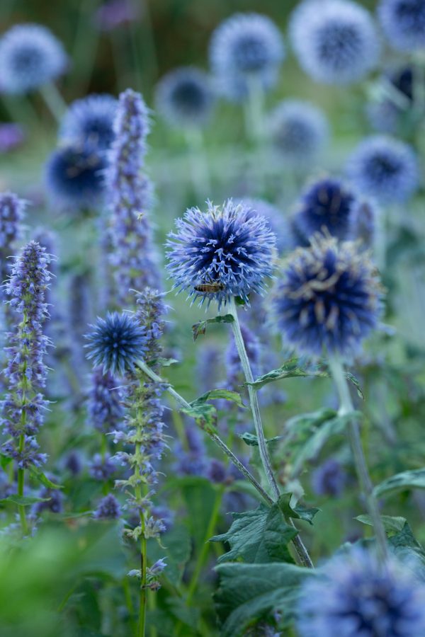 BOLLTISTEL 'Platinum Blue'