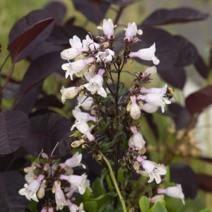 FINGERBORGSHATT 'Mystica'