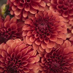 Svartnäsets Fireball (NYHET!)