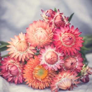 Eternell ´Salmon Rose´