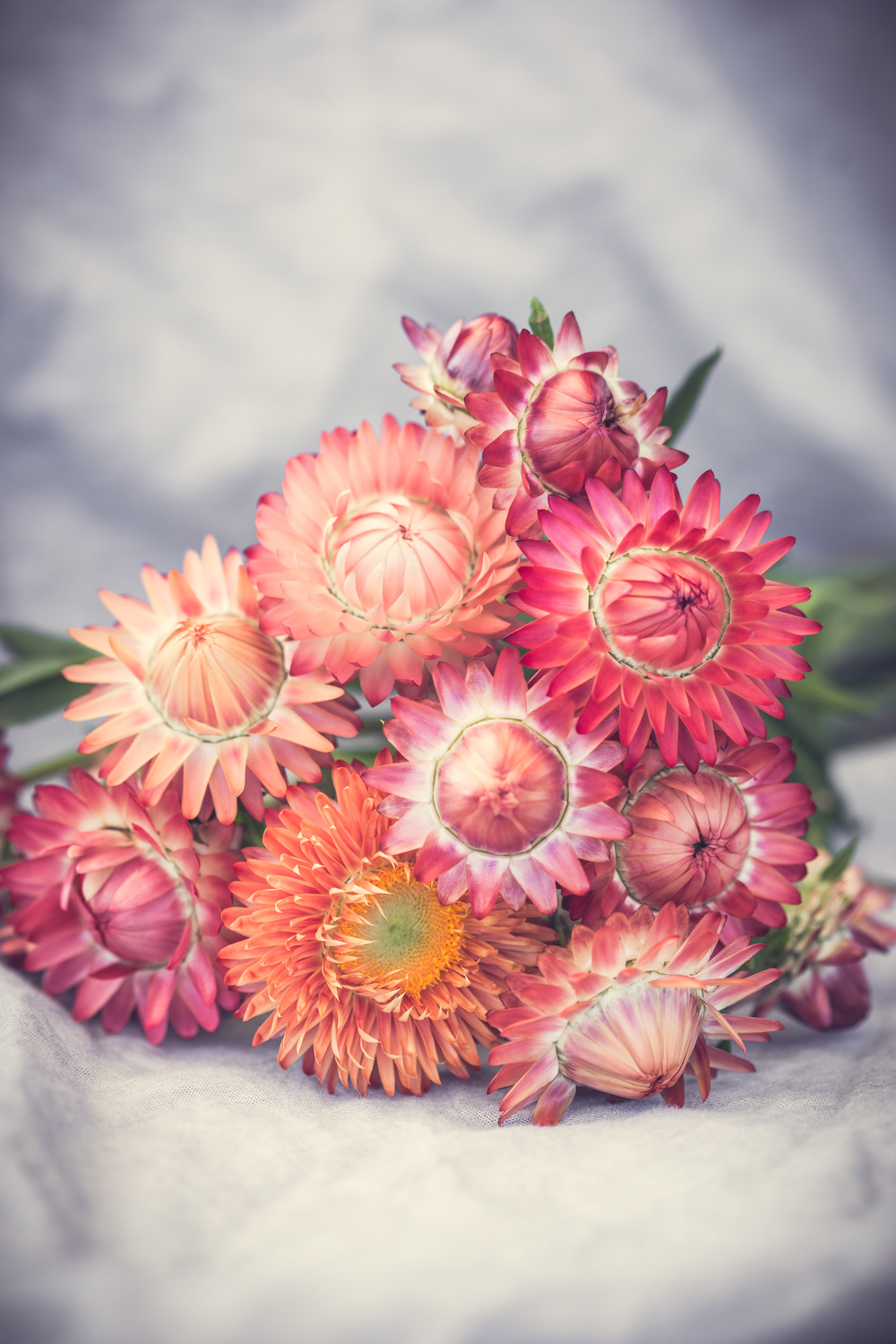 Eternell ´Salmon Rose´