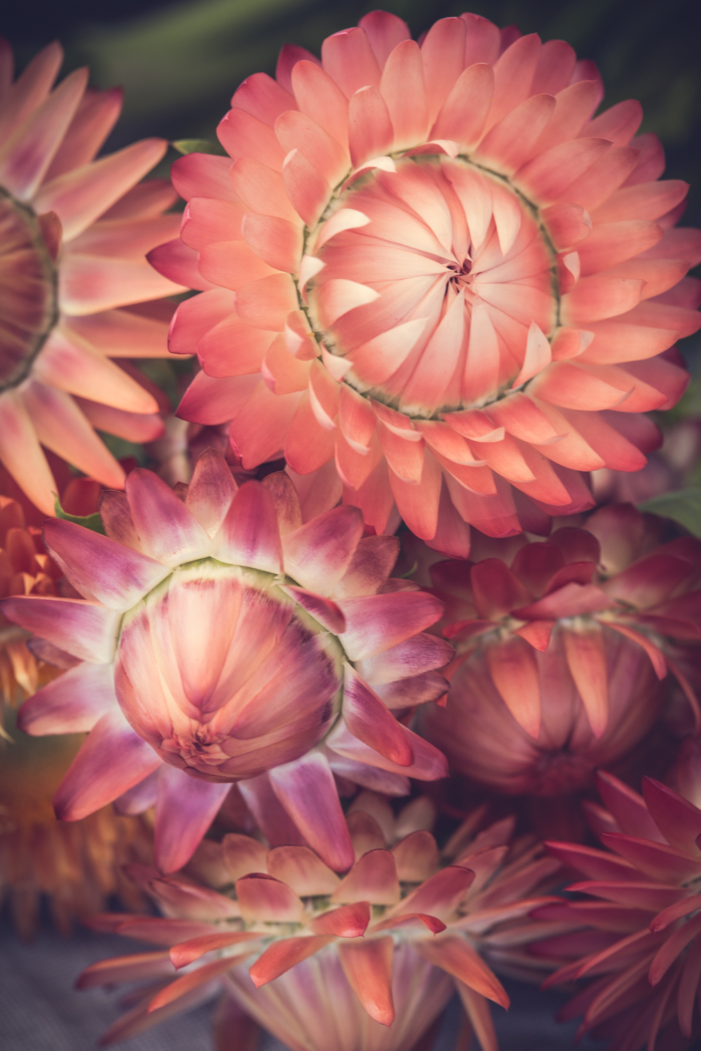 Eternell ´Salmon Rose´ - Bild 3